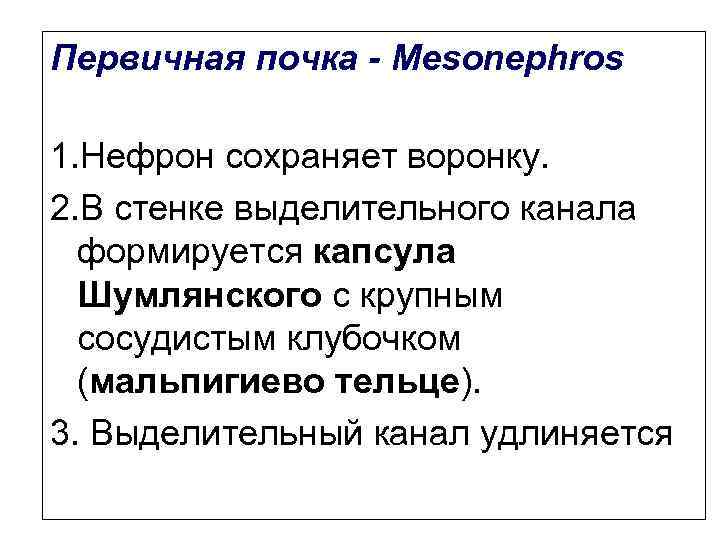 Первичная почка - Mesonephros 1. Нефрон сохраняет воронку. 2. В стенке выделительного канала формируется