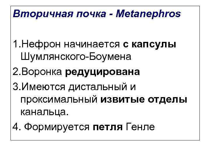 Вторичная почка - Metanephros 1. Нефрон начинается с капсулы Шумлянского-Боумена 2. Воронка редуцирована 3.