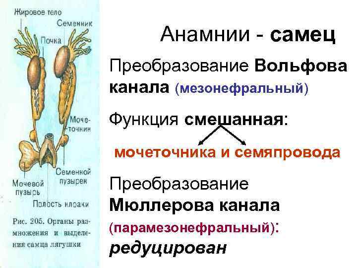 Анамнии - самец Преобразование Вольфова канала (мезонефральный) Функция смешанная: мочеточника и семяпровода Преобразование Мюллерова