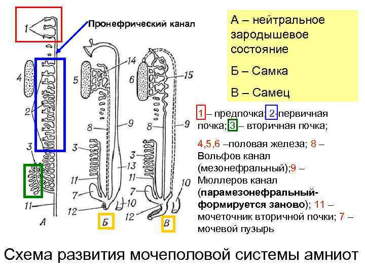 Определите общее количество мезонефросов у модельных животных. Эволюция нефрона предпочка первичная почка вторичная почка. Пронефрический канал. Предпочка пронефрос у мужчин. Пронефрический проток.