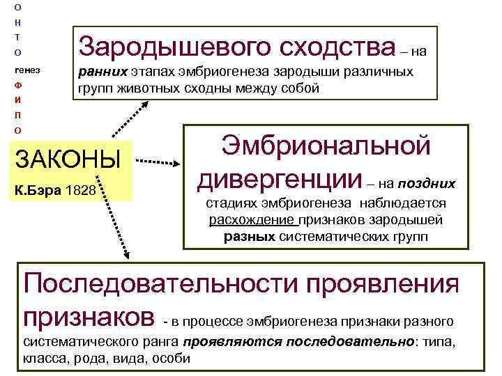 О Н Зародышевого сходства – на Т О генез Ф ранних этапах эмбриогенеза зародыши