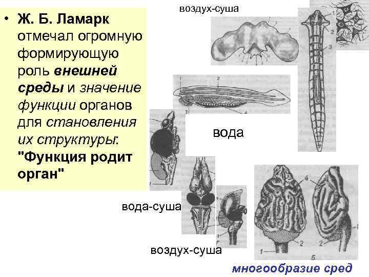  • Ж. Б. Ламарк отмечал огромную формирующую роль внешней среды и значение функции