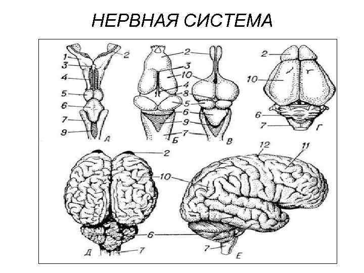 НЕРВНАЯ СИСТЕМА 