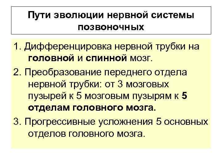 Пути эволюции нервной системы позвоночных 1. Дифференцировка нервной трубки на головной и спинной мозг.