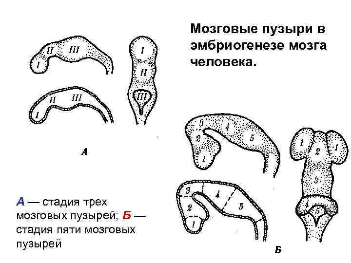 Мозговые пузыри схема