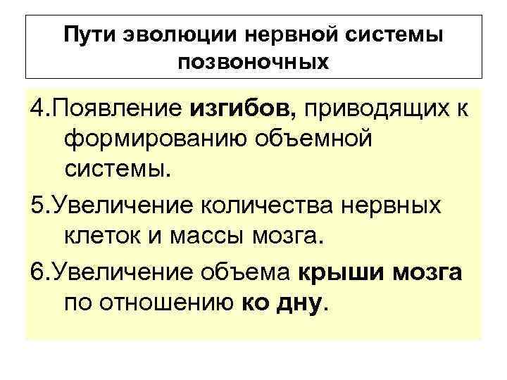 Пути эволюции нервной системы позвоночных 4. Появление изгибов, приводящих к формированию объемной системы. 5.