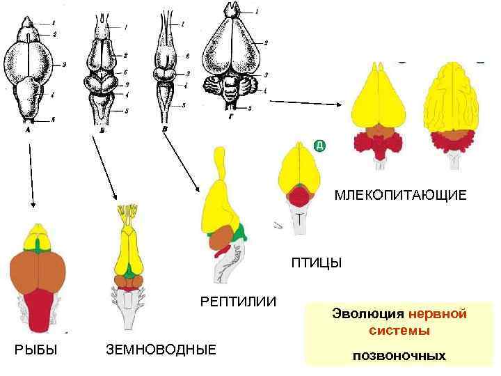 МЛЕКОПИТАЮЩИЕ ПТИЦЫ РЕПТИЛИИ РЫБЫ ЗЕМНОВОДНЫЕ Эволюция нервной системы позвоночных 