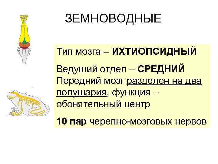 ЗЕМНОВОДНЫЕ Тип мозга – ИХТИОПСИДНЫЙ Ведущий отдел – СРЕДНИЙ Передний мозг разделен на два