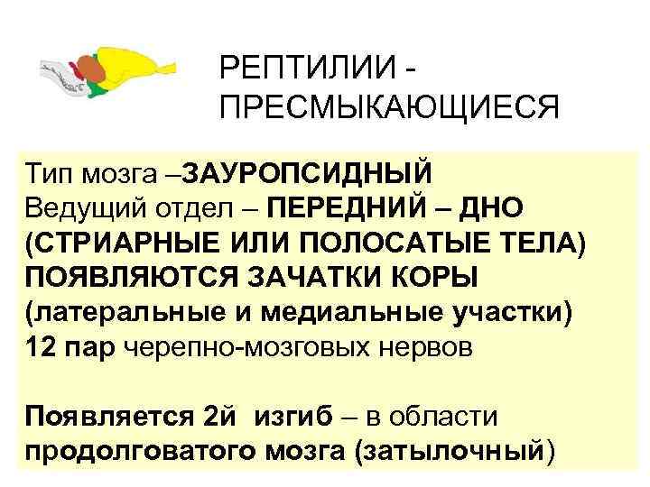 РЕПТИЛИИ - ПРЕСМЫКАЮЩИЕСЯ Тип мозга –ЗАУРОПСИДНЫЙ Ведущий отдел – ПЕРЕДНИЙ – ДНО (СТРИАРНЫЕ ИЛИ