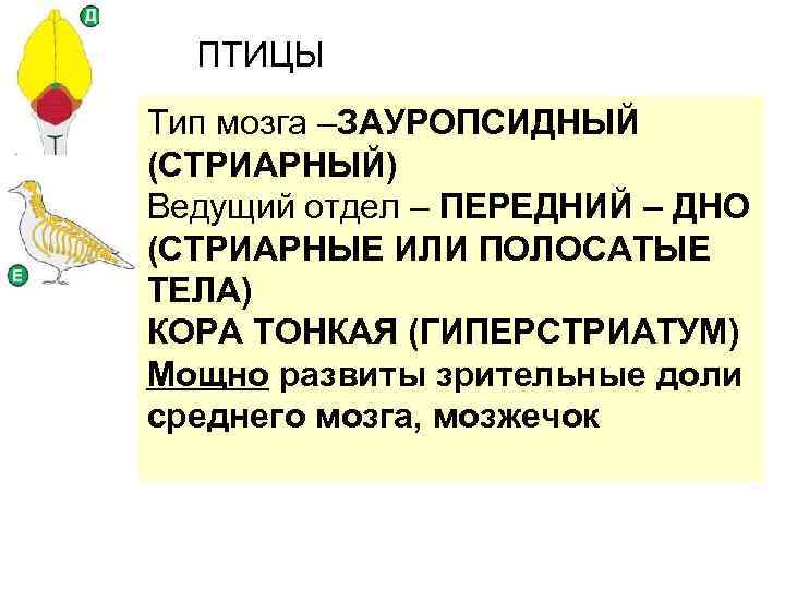 Типы мозгов. Зауропсидный Тип мозга характерен. Ихтиопсидный головной мозг. Ихтиопсидный Тип головного. Зауропсидный Тип мозга это в биологии.