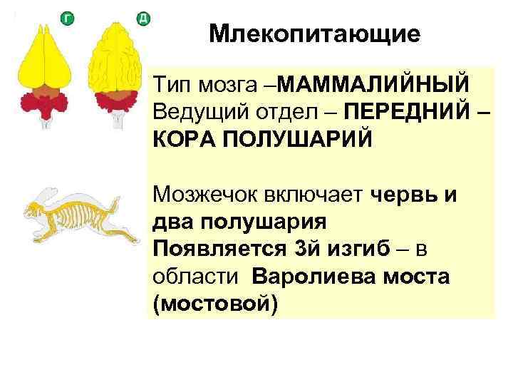 Типы мозгов