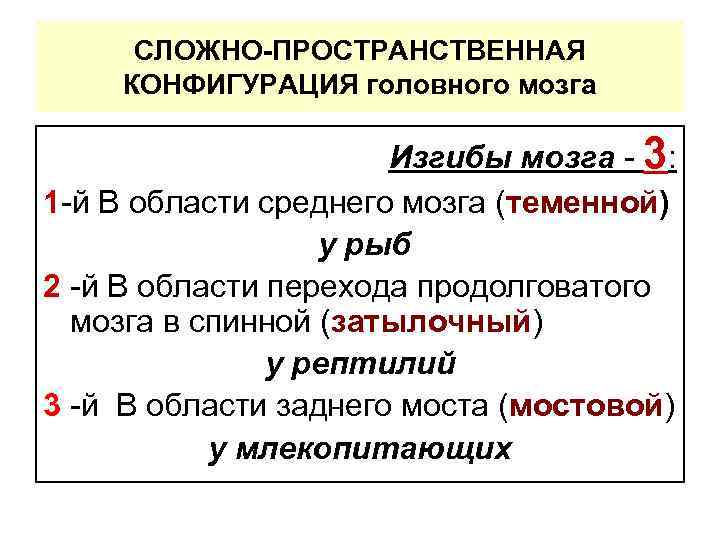 СЛОЖНО-ПРОСТРАНСТВЕННАЯ КОНФИГУРАЦИЯ головного мозга Изгибы мозга - 3: 1 -й В области среднего мозга