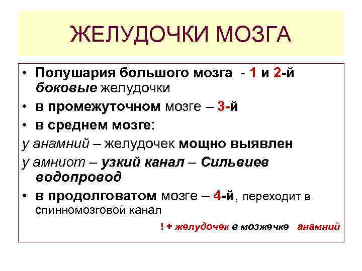 ЖЕЛУДОЧКИ МОЗГА • Полушария большого мозга - 1 и 2 -й боковые желудочки •