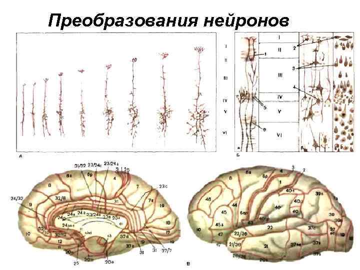 Преобразования нейронов 
