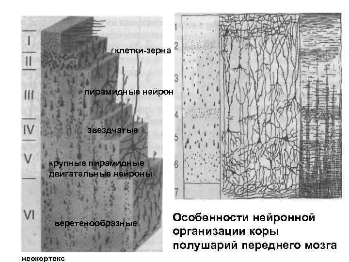 клетки-зерна пирамидные нейроны звездчатые крупные пирамидные двигательные нейроны веретенообразные неокортекс Особенности нейронной организации коры
