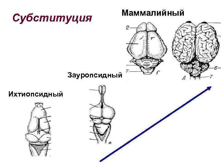 Субституция Маммалийный Зауропсидный Ихтиопсидный 