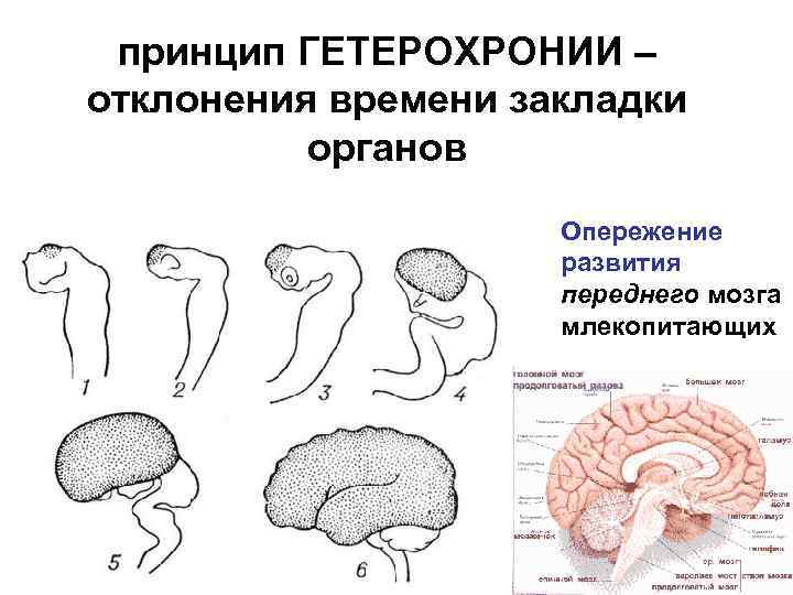 Эволюция переднего мозга