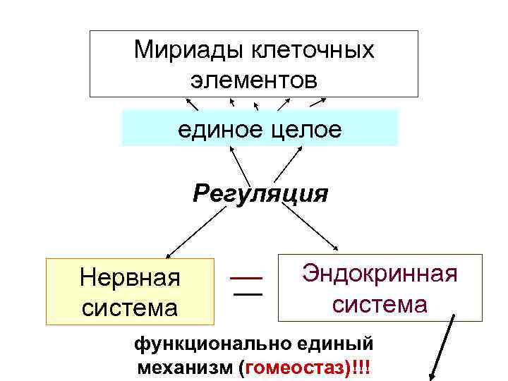 Мириады клеточных элементов единое целое Регуляция Нервная система Эндокринная система функционально единый механизм (гомеостаз)!!!