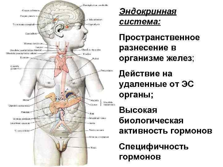 Схема эндокринных желез