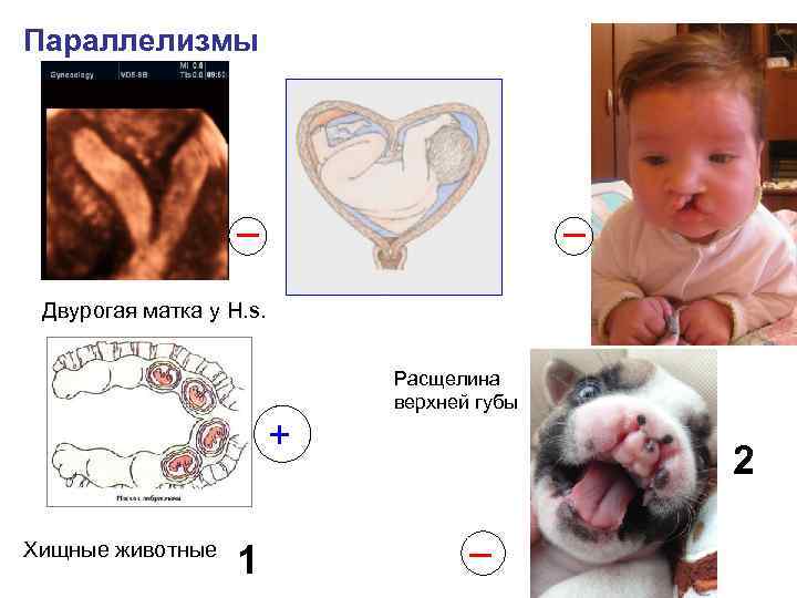 Параллелизмы _ _ Двурогая матка у H. s. + Хищные животные 1 Расщелина верхней