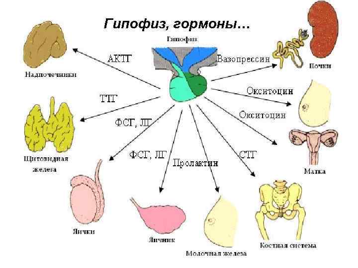Гипофиз, гормоны… 