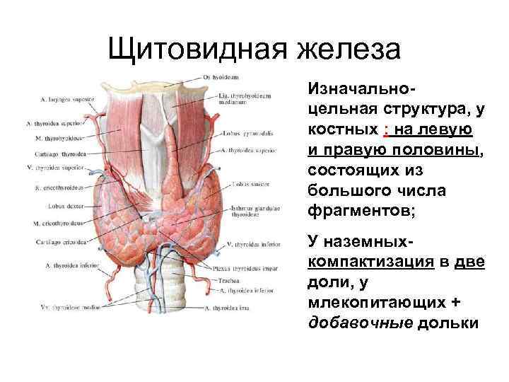 Щитовидная железа Изначально- цельная структура, у костных : на левую и правую половины, состоящих