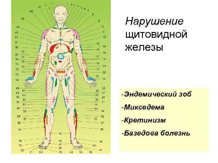 Нарушение щитовидной железы -Эндемический зоб -Микседема -Кретинизм -Базедова болезнь 