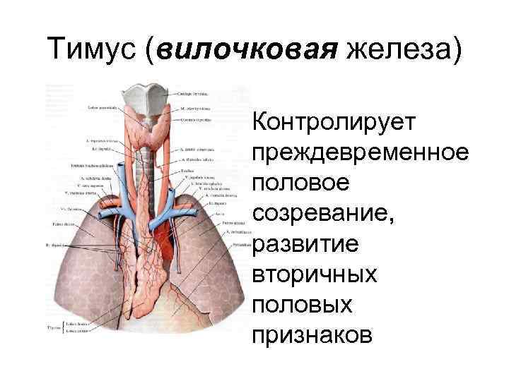 Тимус картинка с подписями