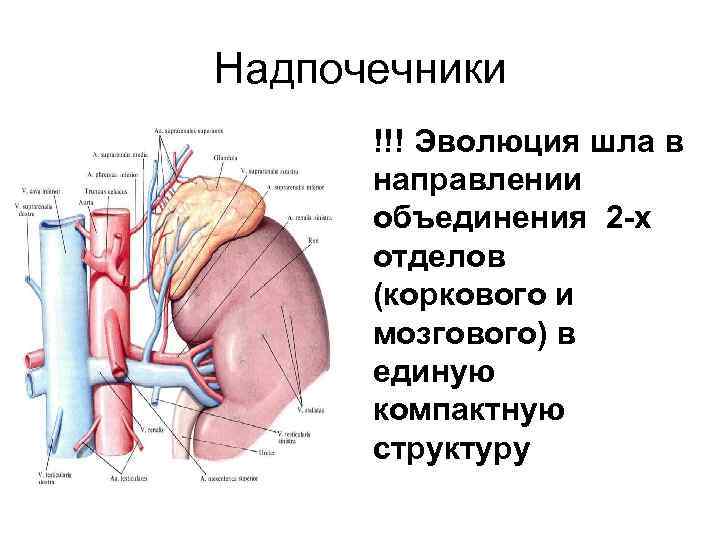 Надпочечники !!! Эволюция шла в направлении объединения 2 -х отделов (коркового и мозгового) в