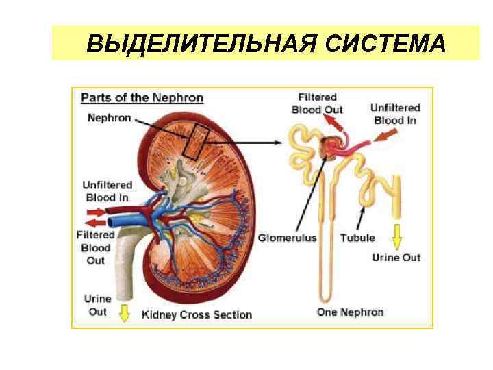 ВЫДЕЛИТЕЛЬНАЯ СИСТЕМА 