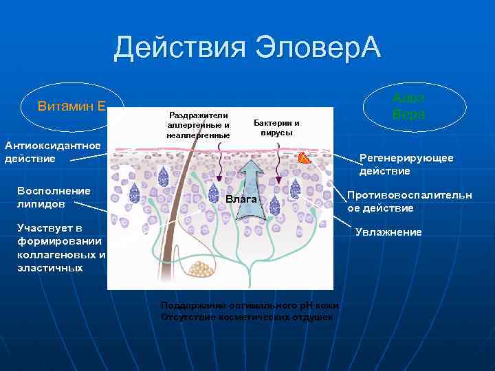 Действия Эловер. А Витамин Е Антиоксидантное действие Восполнение липидов Раздражители аллергенные и неаллергенные Бактерии