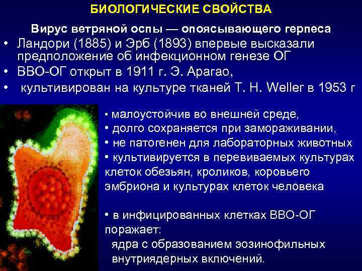 Оспа методы профилактики. Ветряная оспа возбудитель вирус. Характеристика возбудителя ветряной оспы. Вирус ветряной оспы и опоясывающего герпеса.