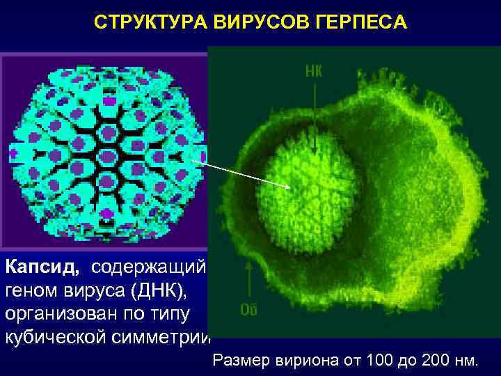 Вирус герпеса