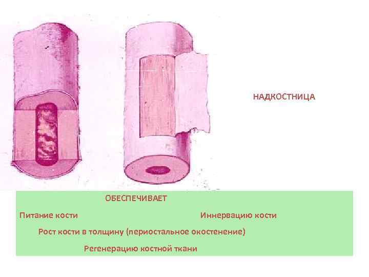 НАДКОСТНИЦА ОБЕСПЕЧИВАЕТ Питание кости Иннервацию кости Рост кости в толщину (периостальное окостенение) Регенерацию костной