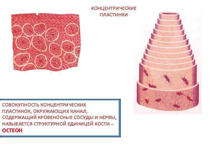 КОНЦЕНТРИЧЕСКИЕ ПЛАСТИНКИ СОВОКУПНОСТЬ КОНЦЕНТРИЧЕСКИХ ПЛАСТИНОК, ОКРУЖАЮЩИХ КАНАЛ, СОДЕРЖАЩИЙ КРОВЕНОСНЫЕ СОСУДЫ И НЕРВЫ, НАЗЫВАЕТСЯ СТРУКТУРНОЙ