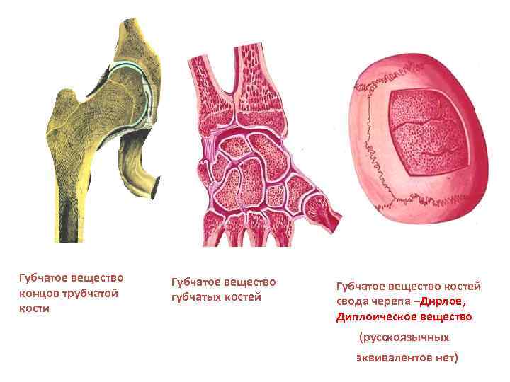 Губчатые кости примеры
