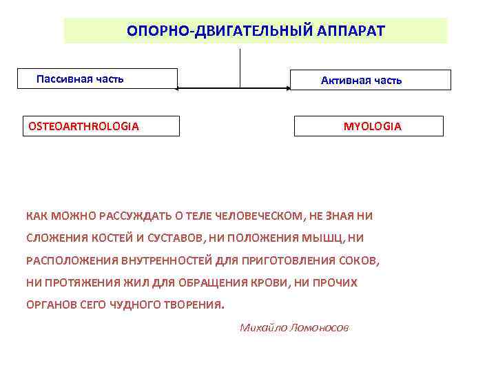 ОПОРНО-ДВИГАТЕЛЬНЫЙ АППАРАТ Пассивная часть OSTEOARTHROLOGIA Активная часть MYOLOGIA КАК МОЖНО РАССУЖДАТЬ О ТЕЛЕ ЧЕЛОВЕЧЕСКОМ,