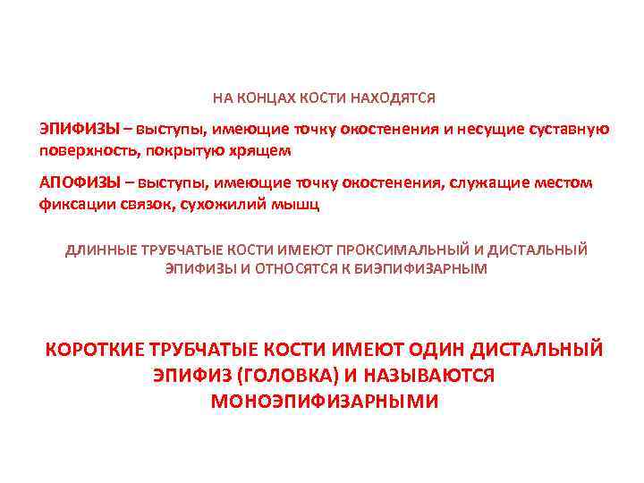 НА КОНЦАХ КОСТИ НАХОДЯТСЯ ЭПИФИЗЫ – выступы, имеющие точку окостенения и несущие суставную поверхность,