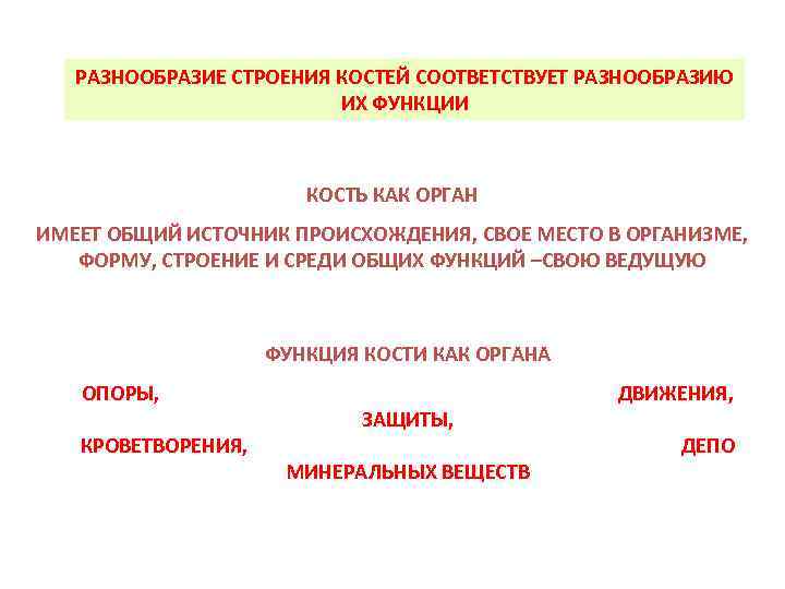 РАЗНООБРАЗИЕ СТРОЕНИЯ КОСТЕЙ СООТВЕТСТВУЕТ РАЗНООБРАЗИЮ ИХ ФУНКЦИИ КОСТЬ КАК ОРГАН ИМЕЕТ ОБЩИЙ ИСТОЧНИК ПРОИСХОЖДЕНИЯ,