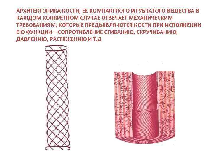 АРХИТЕКТОНИКА КОСТИ, ЕЕ КОМПАКТНОГО И ГУБЧАТОГО ВЕЩЕСТВА В КАЖДОМ КОНКРЕТНОМ СЛУЧАЕ ОТВЕЧАЕТ МЕХАНИЧЕСКИМ ТРЕБОВАНИЯМ,