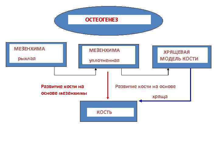 ОСТЕОГЕНЕЗ МЕЗЕНХИМА рыхлая МЕЗЕНХИМА уплотненная Развитие кости на основе мезенхимы ХРЯЩЕВАЯ МОДЕЛЬ КОСТИ Развитие