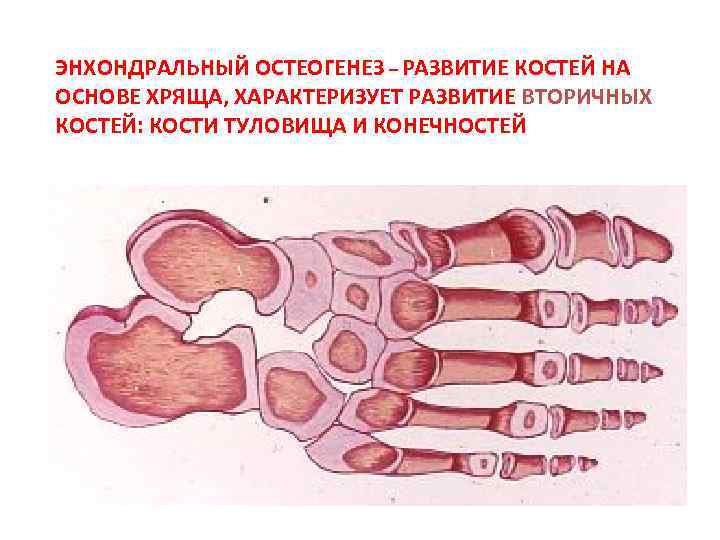 ЭНХОНДРАЛЬНЫЙ ОСТЕОГЕНЕЗ – РАЗВИТИЕ КОСТЕЙ НА ОСНОВЕ ХРЯЩА, ХАРАКТЕРИЗУЕТ РАЗВИТИЕ ВТОРИЧНЫХ КОСТЕЙ: КОСТИ ТУЛОВИЩА