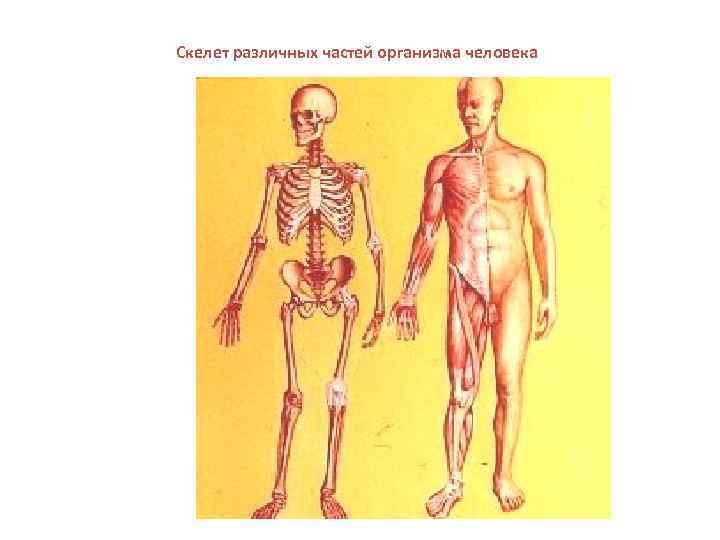 Скелет различных частей организма человека 