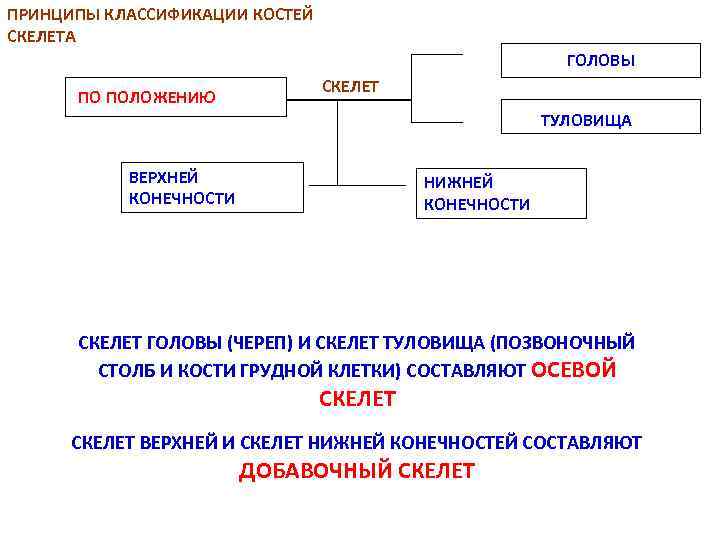 ПРИНЦИПЫ КЛАССИФИКАЦИИ КОСТЕЙ СКЕЛЕТА ГОЛОВЫ ПО ПОЛОЖЕНИЮ СКЕЛЕТ ТУЛОВИЩА ВЕРХНЕЙ КОНЕЧНОСТИ НИЖНЕЙ КОНЕЧНОСТИ СКЕЛЕТ