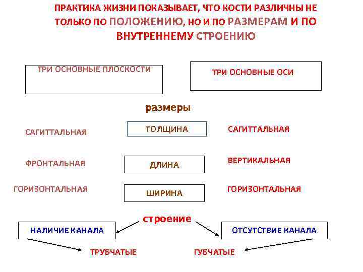 ПРАКТИКА ЖИЗНИ ПОКАЗЫВАЕТ, ЧТО КОСТИ РАЗЛИЧНЫ НЕ ТОЛЬКО ПО ПОЛОЖЕНИЮ, НО И ПО РАЗМЕРАМ