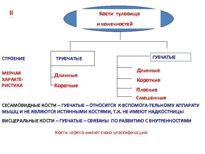 II Кости туловища и конечностей СТРОЕНИЕ МЕРНАЯ ХАРАКТЕРИСТИКА ГУБЧАТЫЕ ТРУБЧАТЫЕ Длинные Короткие Плоские Смешанные