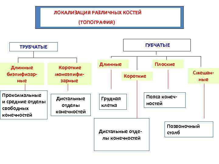 ЛОКАЛИЗАЦИЯ РАЗЛИЧНЫХ КОСТЕЙ (ТОПОГРАФИЯ) ГУБЧАТЫЕ ТРУБЧАТЫЕ Длинные биэпифизарные Проксимальные и средние отделы свободных конечностей