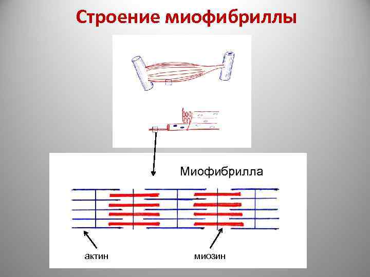 Схема строения миофибриллы