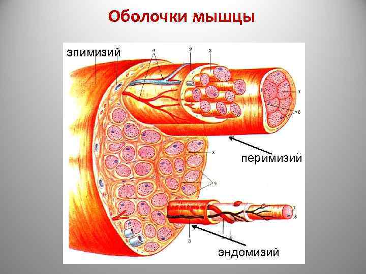 Соединительная оболочка мышцы