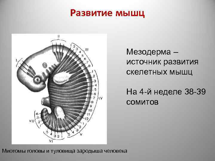  Развитие мышц Мезодерма – источник развития скелетных мышц На 4 -й неделе 38